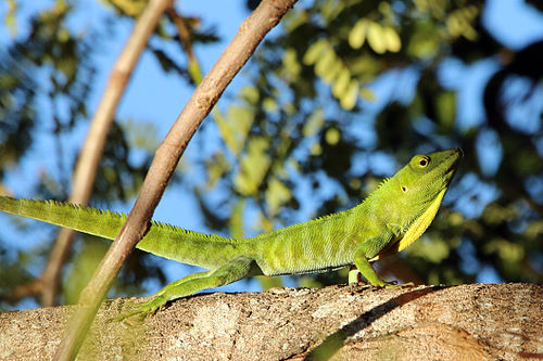 Jamaican giant anole